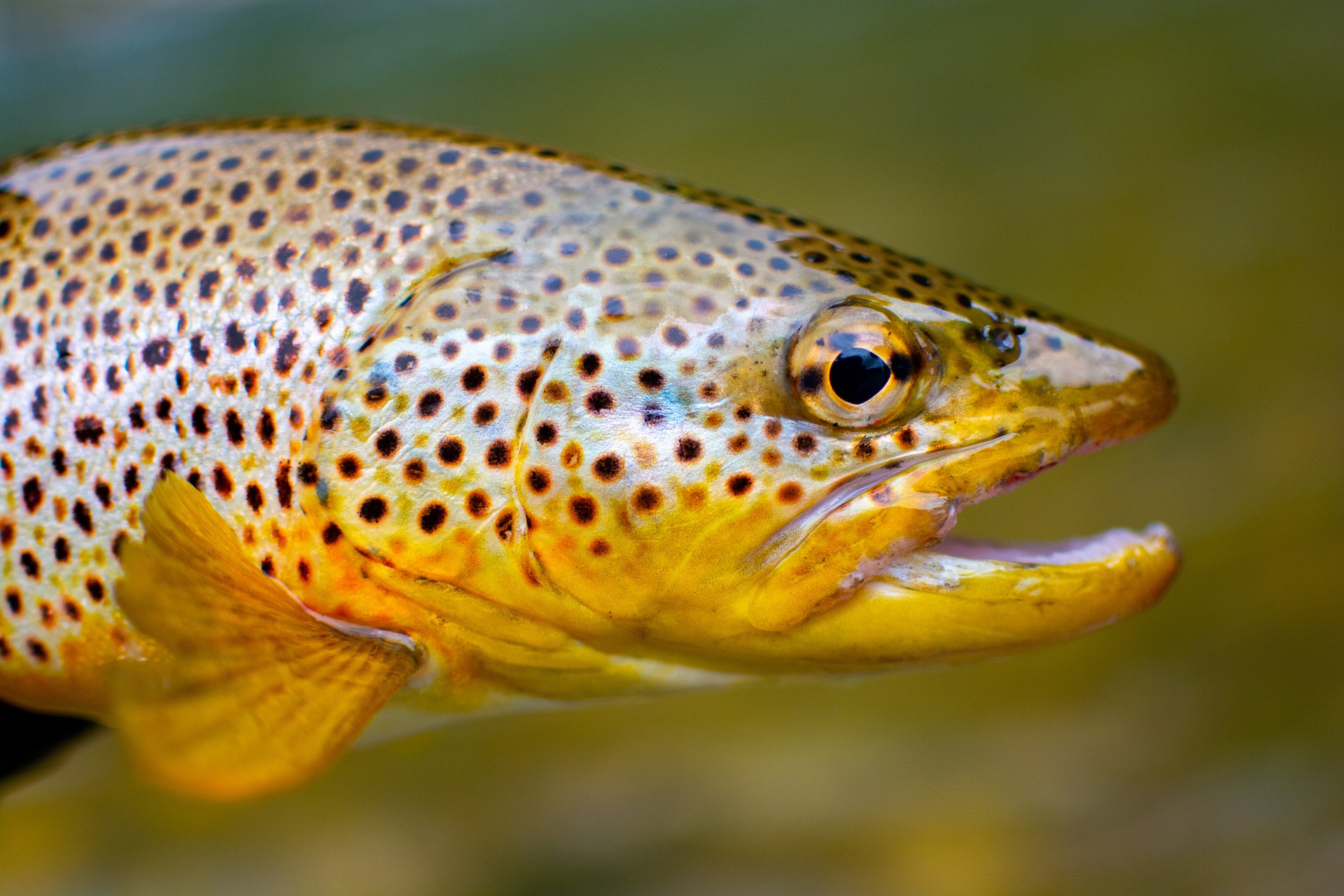 Brown Trout